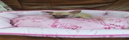 Chihuahua perros en venta: Chihuahua toy machito - Anuncio 1