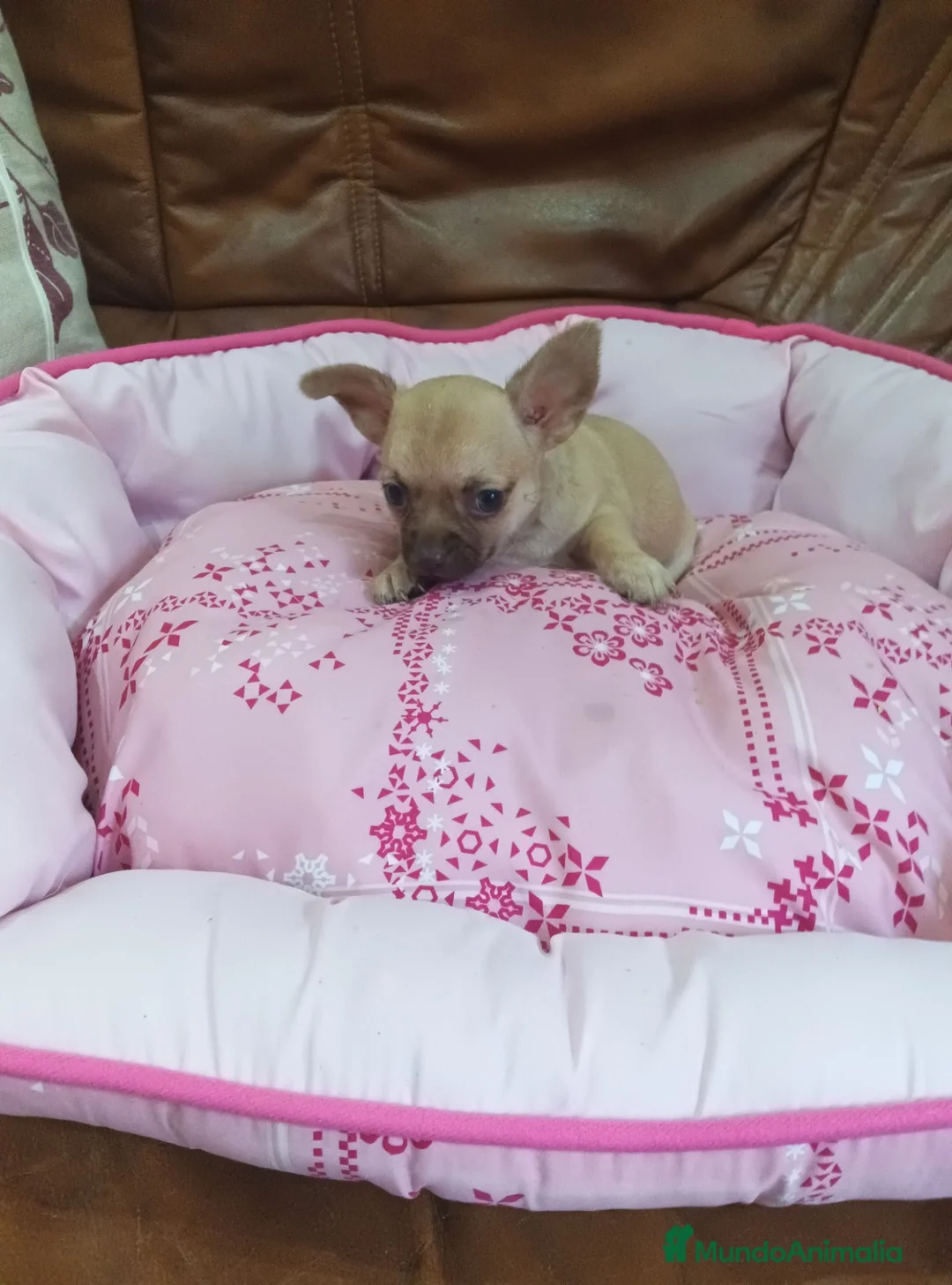 Chihuahua perros en venta: Chihuahua toy machito - Anuncio 1