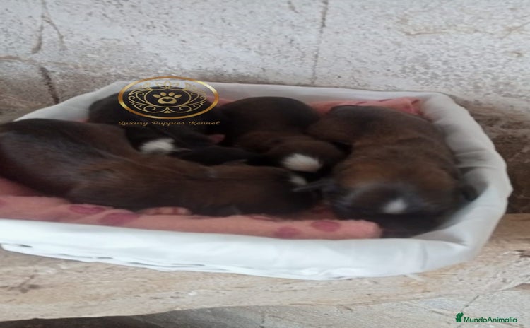 Shih Tzu perros - Anuncio 1