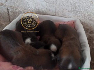 Shih Tzu perros - Anuncio 1