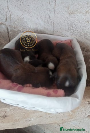 Shih Tzu perros - Anuncio 1