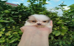Pomerania perros en venta: Lulú de pomerania toy  - Imagen 4