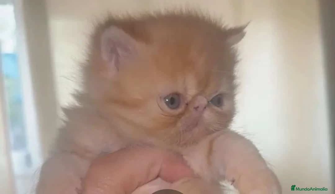 Persa gatos en venta: GATOS PERSAS/EXOTICOS/HIMALAYOS PRECIOSOS - Anuncio 2
