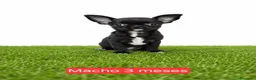 Chihuahua perros en venta: Chihuahuas micro toy de máxima calidad - Anuncio 2