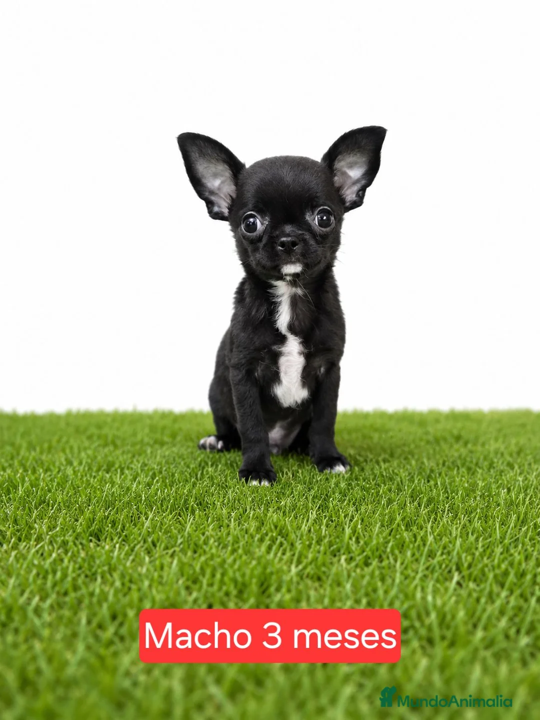 Chihuahua perros en venta: Chihuahuas micro toy de máxima calidad - Anuncio 2