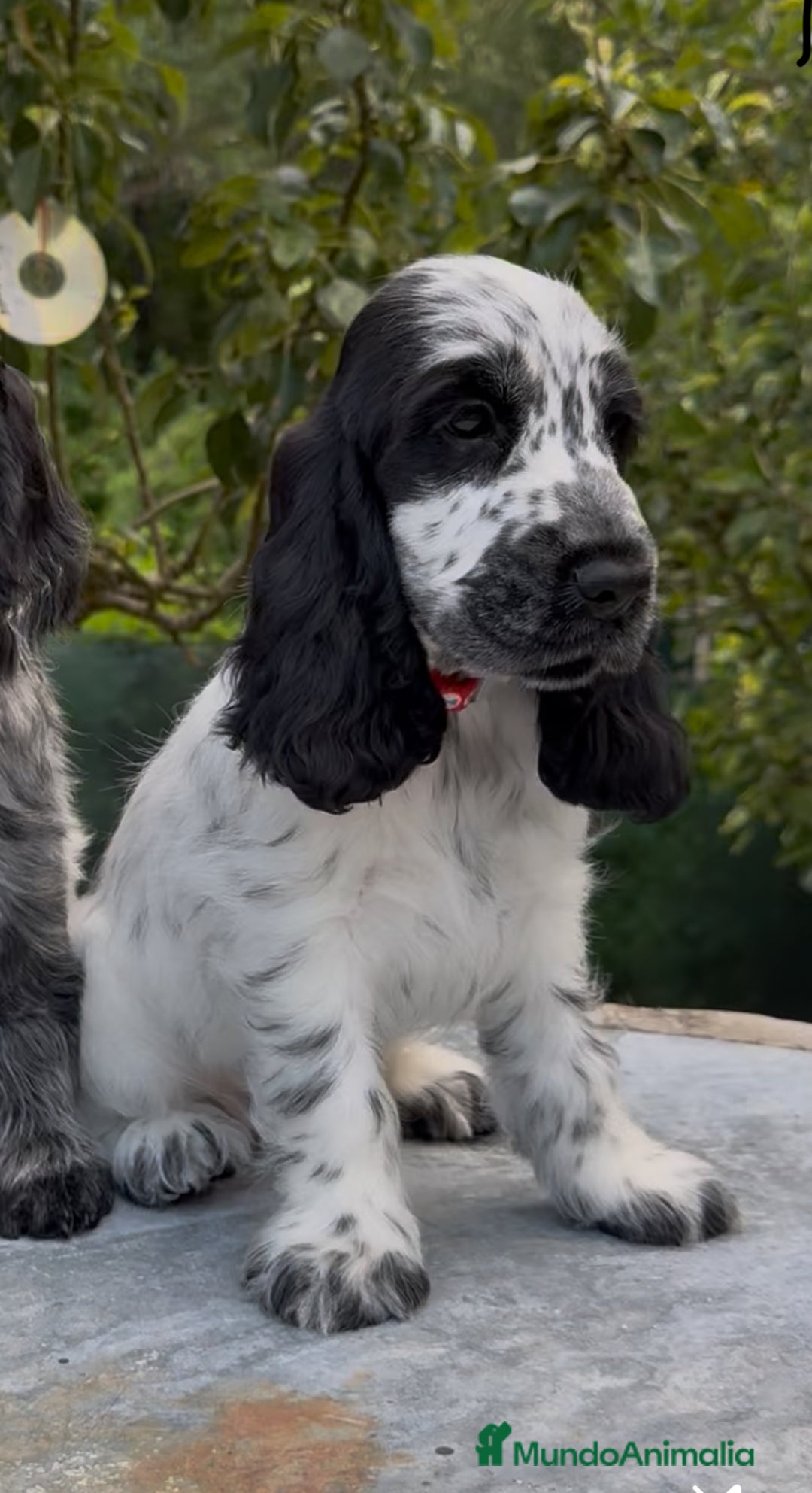 Cocker Spaniel Inglés perros en venta: Excelentes cachorros cocker ingles - Imagen 3