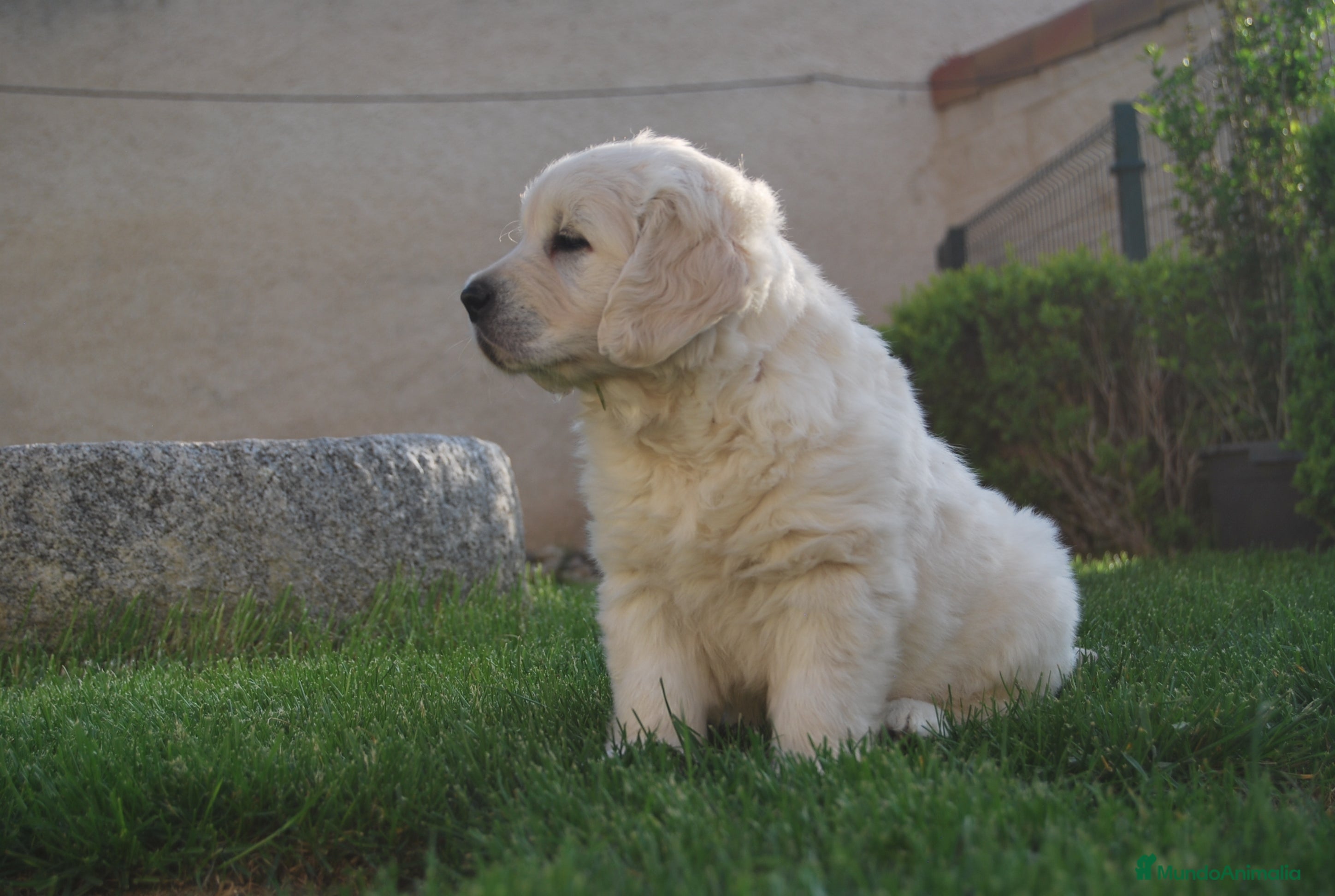 Golden Retriever perros Cachorros de Golden retriever en Madrid - Anuncio 2