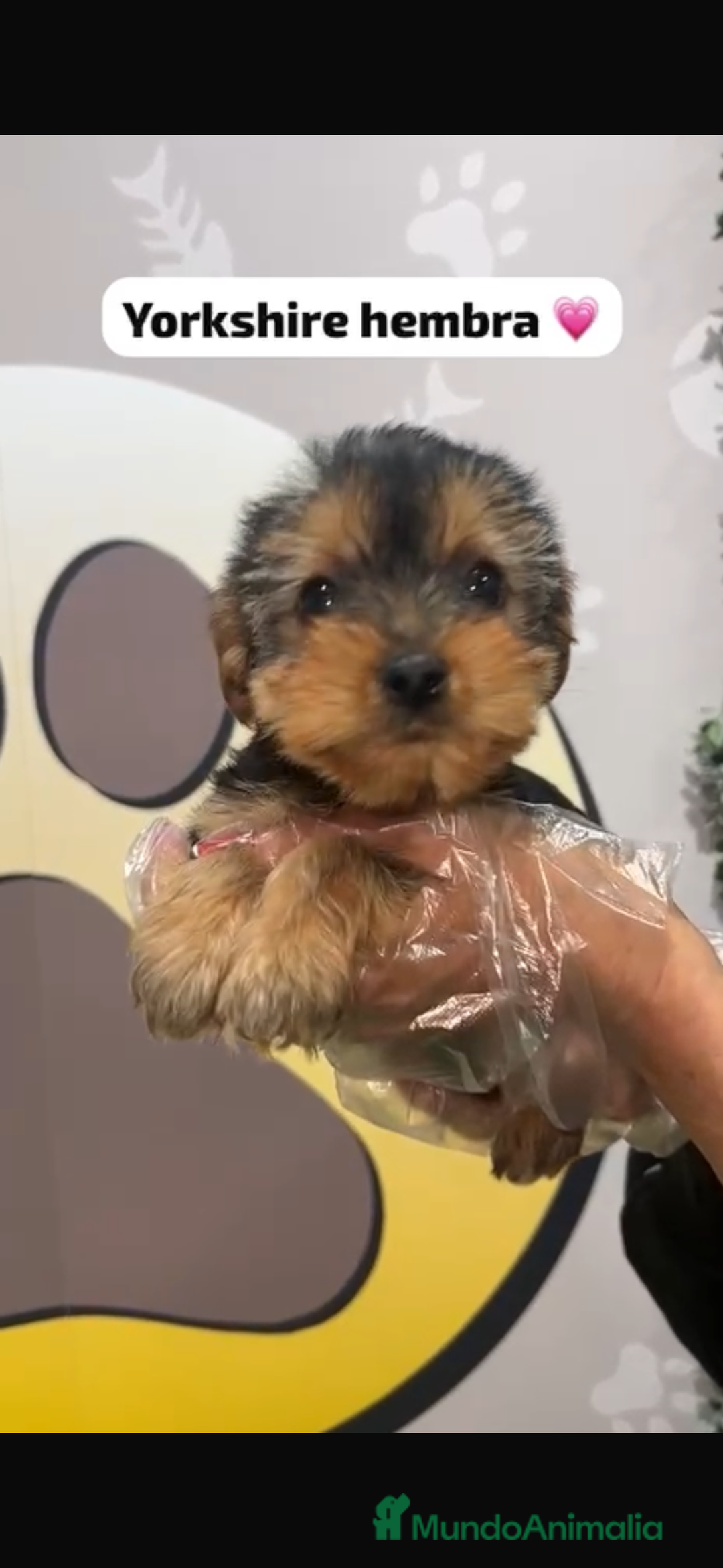 Yorkshire Terrier perros en venta: Yorkshire hembra bebe - Anuncio 4
