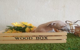 Pequeño Lebrel Italiano perros en venta: Piccolo italiano  - Imagen 4