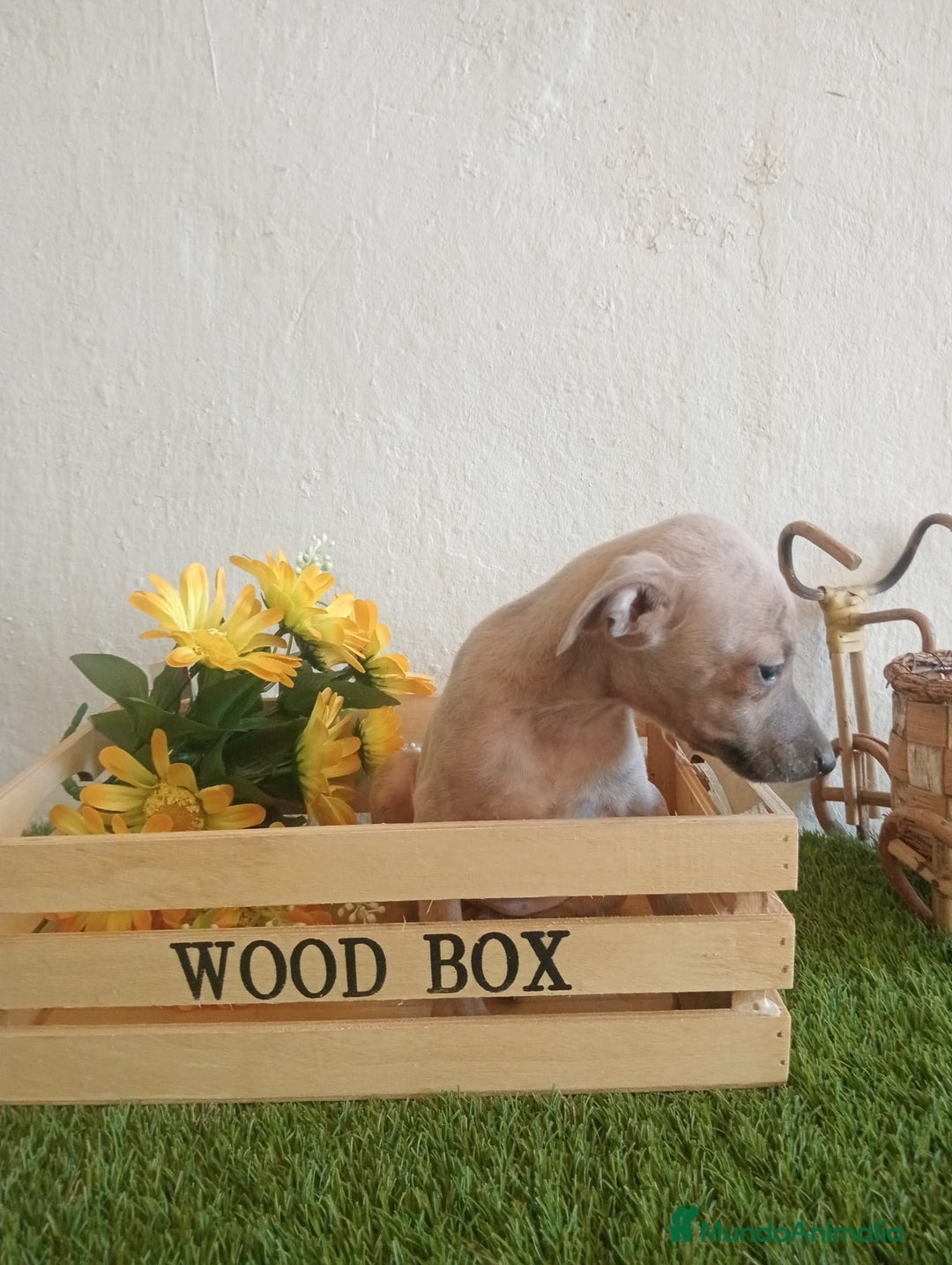 Pequeño Lebrel Italiano perros en venta: Piccolo italiano  - Imagen 4