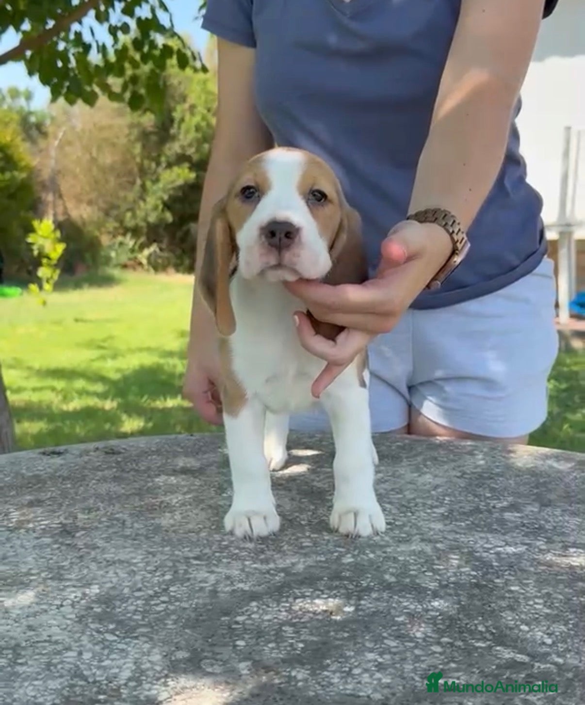 Beagle perros Cachorros beagle hembra tricolor - Anuncio 1