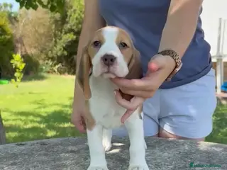 Beagle perros Cachorros beagle hembra tricolor - Anuncio 1
