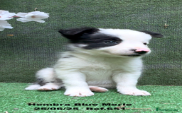 Border Collie perros en venta: BORDER COLLIE hembras Blue Merle - Imagen 24