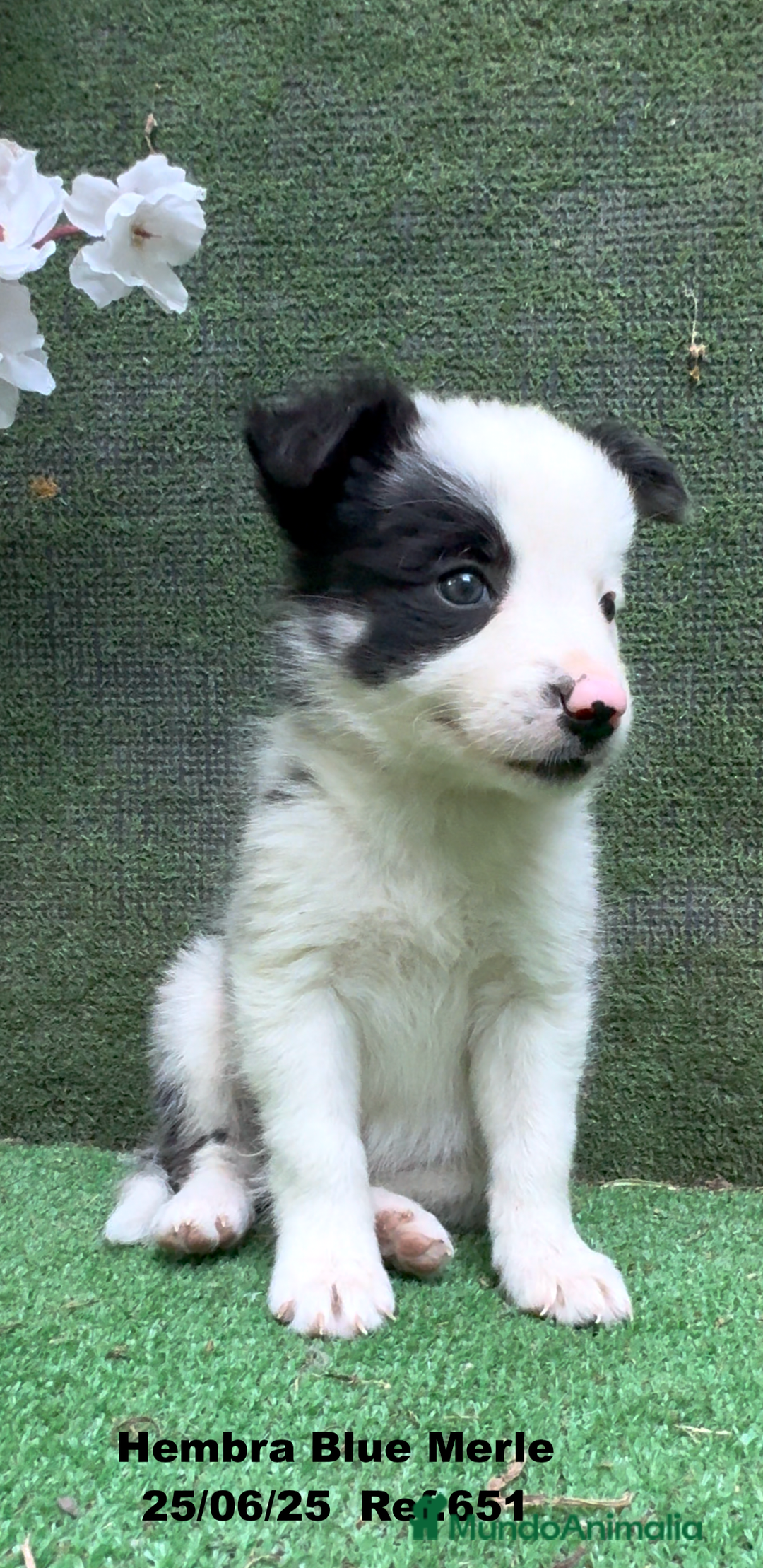 Border Collie perros en venta: BORDER COLLIE hembras Blue Merle - Imagen 24