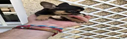 Chihuahua perros en venta: Chihuahuas micro toy máxima calidad - Anuncio 14