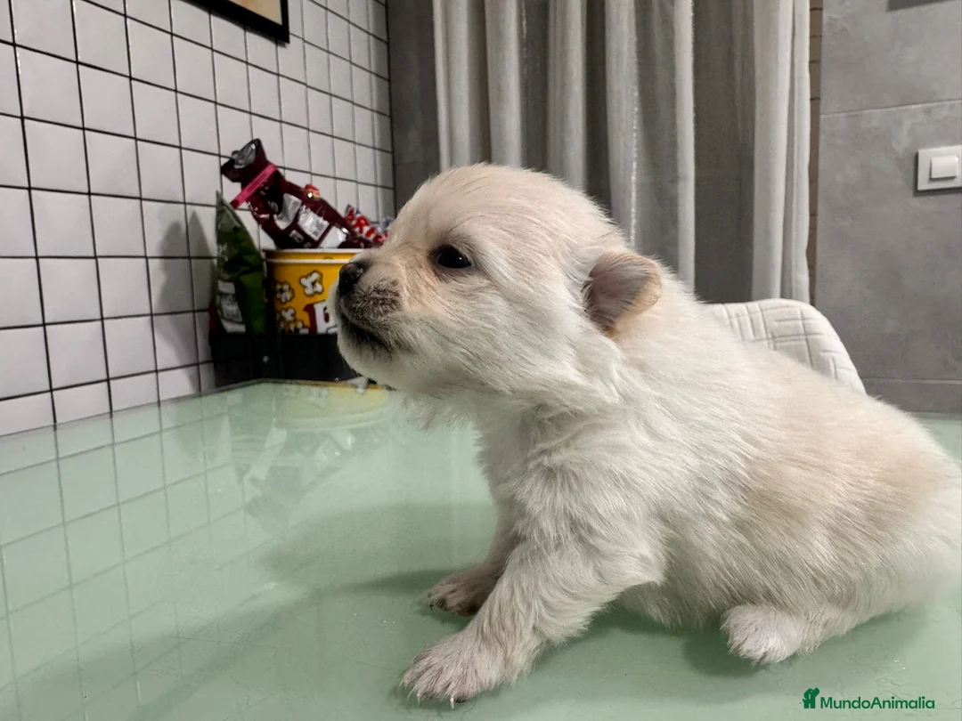 Pomerania perros en venta: Pomeranias toy desde 650€ varios colores  - Anuncio 34