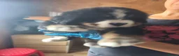 Boyero de Berna perros en venta: BOYERO DE BERNA 2 hembras  - Anuncio 7