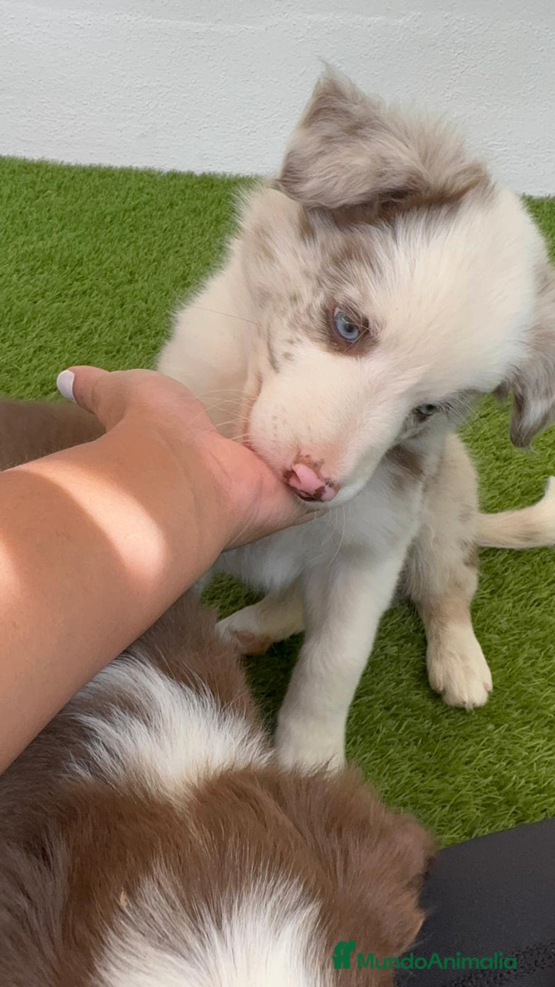 Border Collie perros en venta: BORDER COLLIE MERLE MACHO - Imagen 10