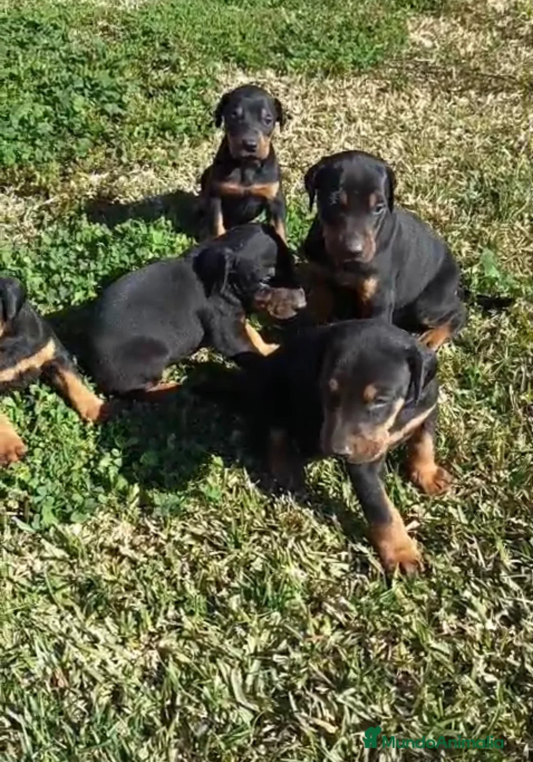 Dobermann perros en venta: Espectaculares dóberman negro fuego - Anuncio 2