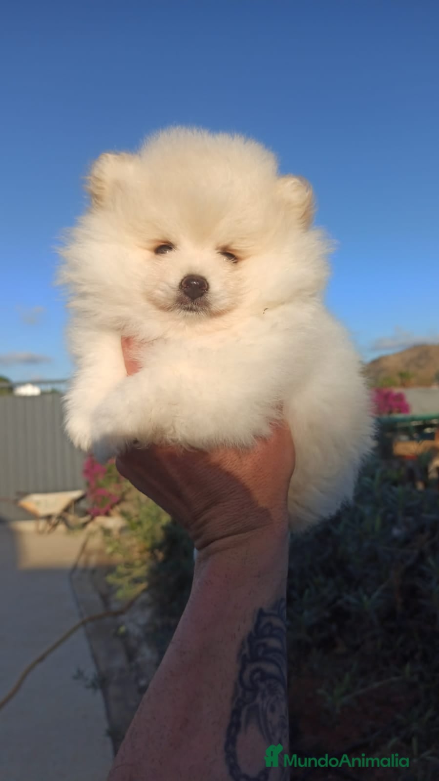 Pomerania perros Pomerania lulu Toy macho blanco  - Anuncio 3
