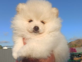 Pomerania perros Pomerania lulu Toy macho blanco - Anuncio 1