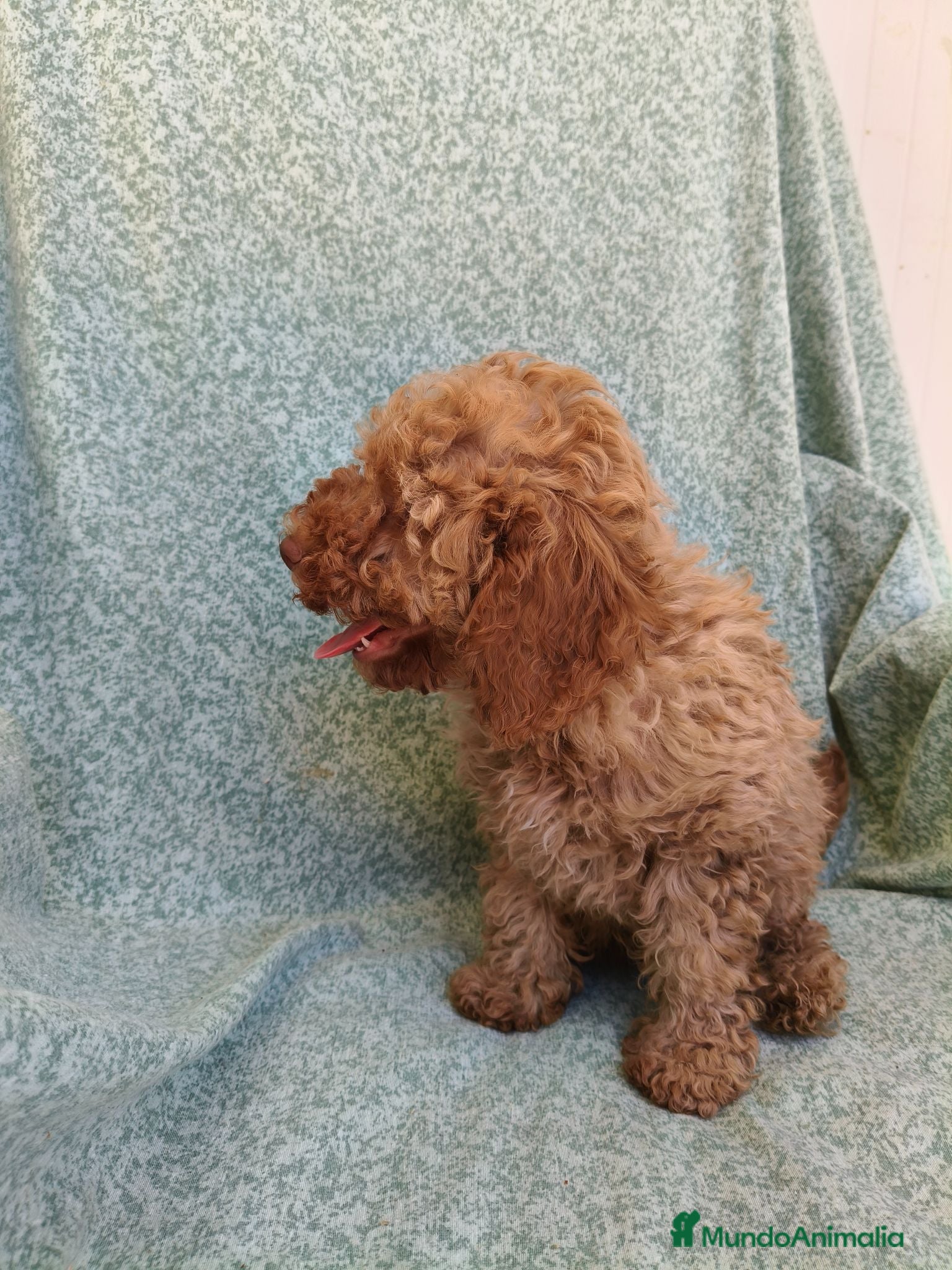Caniche Toy perros Caniche toy - Anuncio 1
