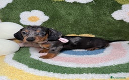 Teckel perros en venta: Teckel Kaninchen arlequín hembra  - Imagen 1