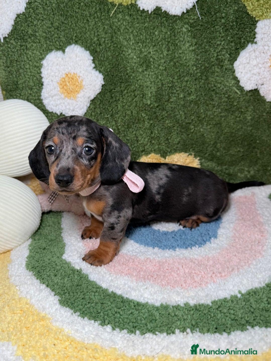 Teckel perros en venta: Teckel Kaninchen arlequín hembra  - Imagen 1