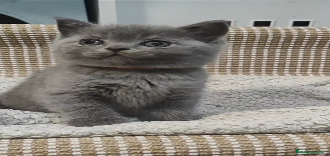 Imagen de galería {{count}}