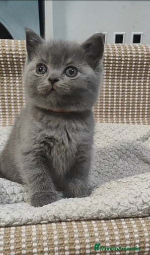 Imagen de galería {{count}}