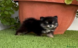 Pomerania perros en venta: POMERANIA HEMBRA DISPONIBLE - Imagen 1