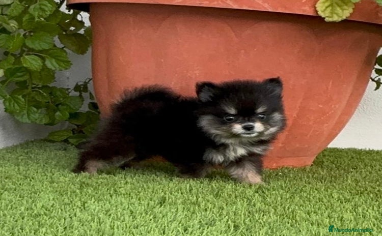 Pomerania perros - Anuncio 1