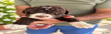 Perro de Agua Español 1