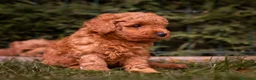 Caniche Toy perros en venta: Caniche Toy - machos rojos - Anuncio 3