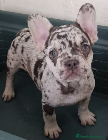 Bulldog Francés perros - Anuncio 12