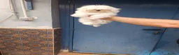 Bichón Maltés perros en venta: ‼️‼️PRECIOSA CAMADA DE BICHÓN MALTES COREANO TOY - Anuncio 1