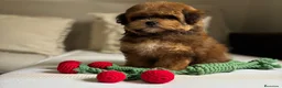 Maltipoo perros en venta: Maltipoo Hembra exclusiva en tonalidades!! - Anuncio 4