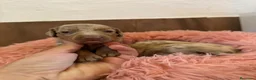 Teckel Miniatura perros en venta: teckel arlequin isabela  - Anuncio 5
