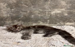 Maine Coon gatos en venta: Maine Coon Black Humo - Imagen 7