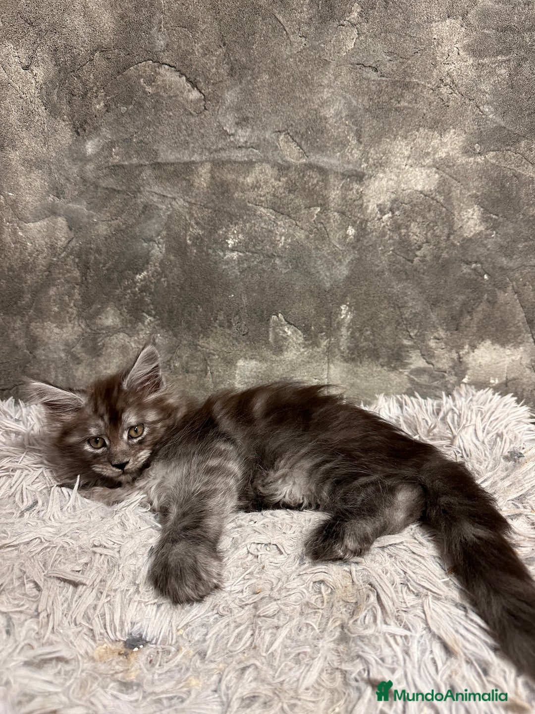Maine Coon gatos en venta: Maine Coon Black Humo - Imagen 7