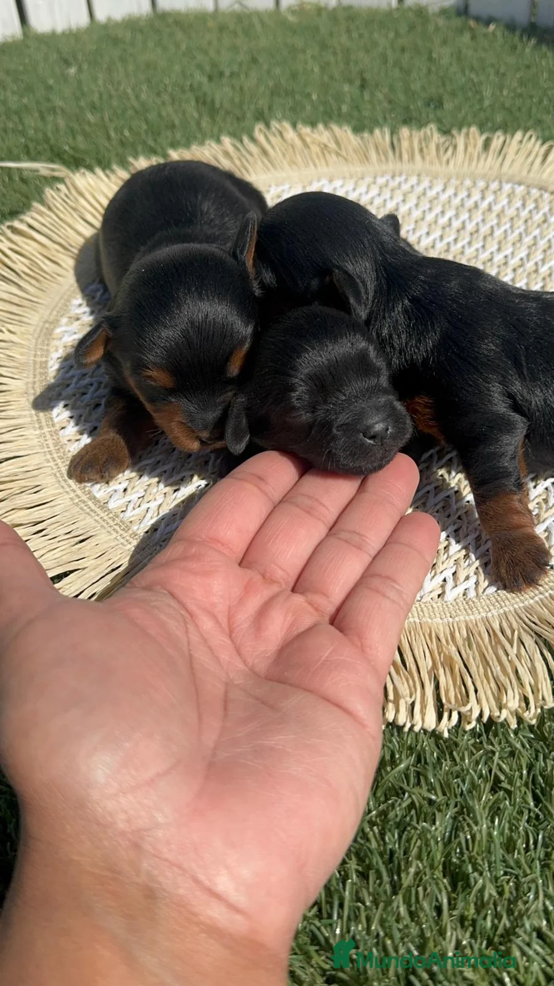 Maltipoo perros en venta: MALTIPOO - Anuncio 2