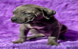 Cane Corso perros en venta: Cane corso - Imagen 2