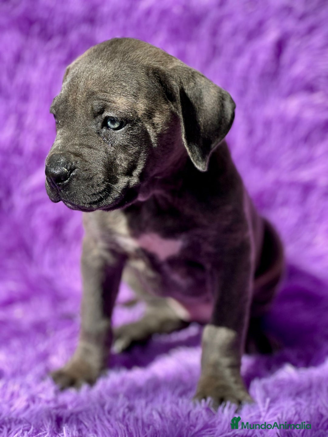 Cane Corso perros en venta: Cane corso - Imagen 2