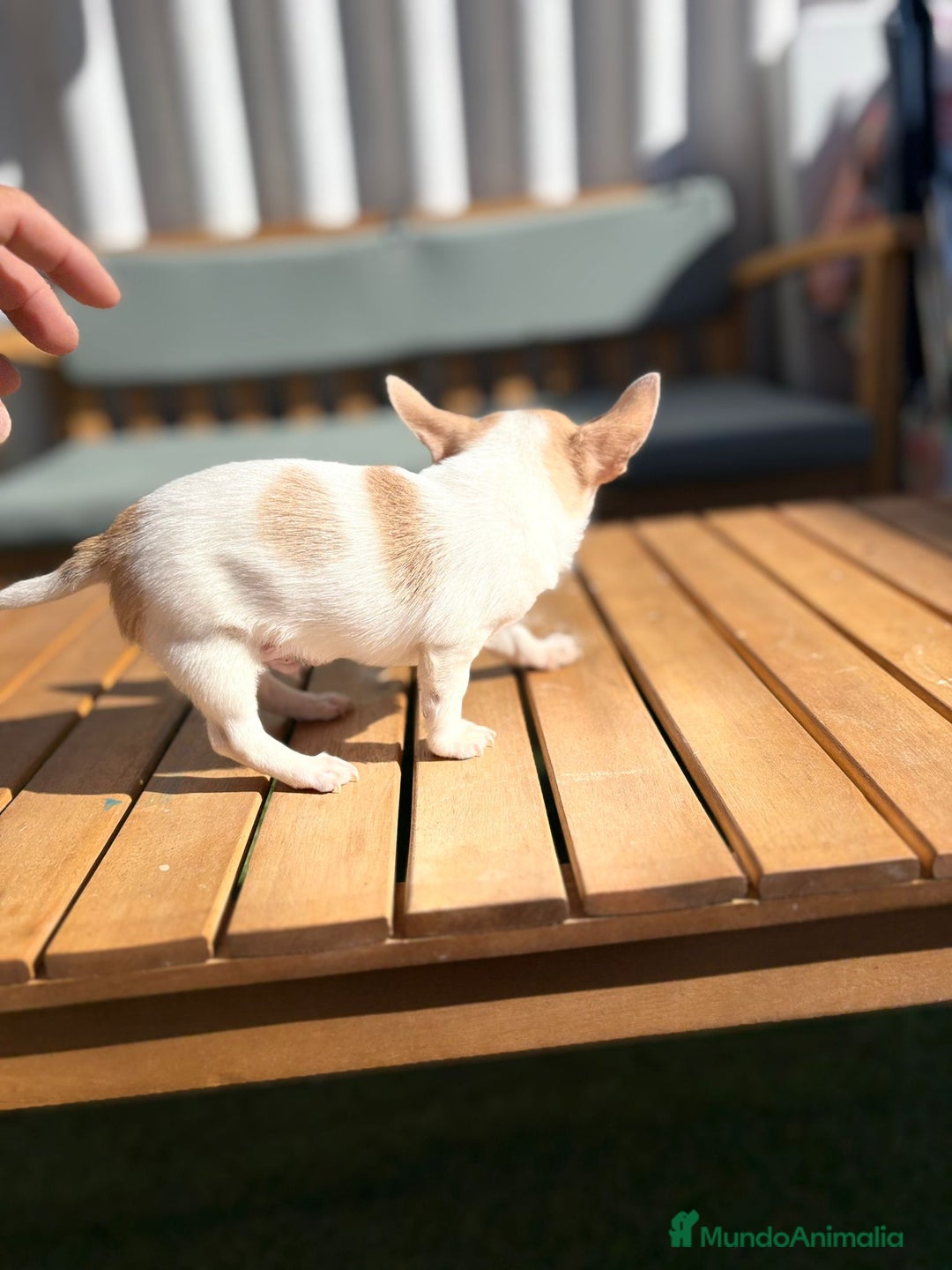 Chihuahua perros en venta: Chihuahua toy cabeza manzana 🍏 - Imagen 3