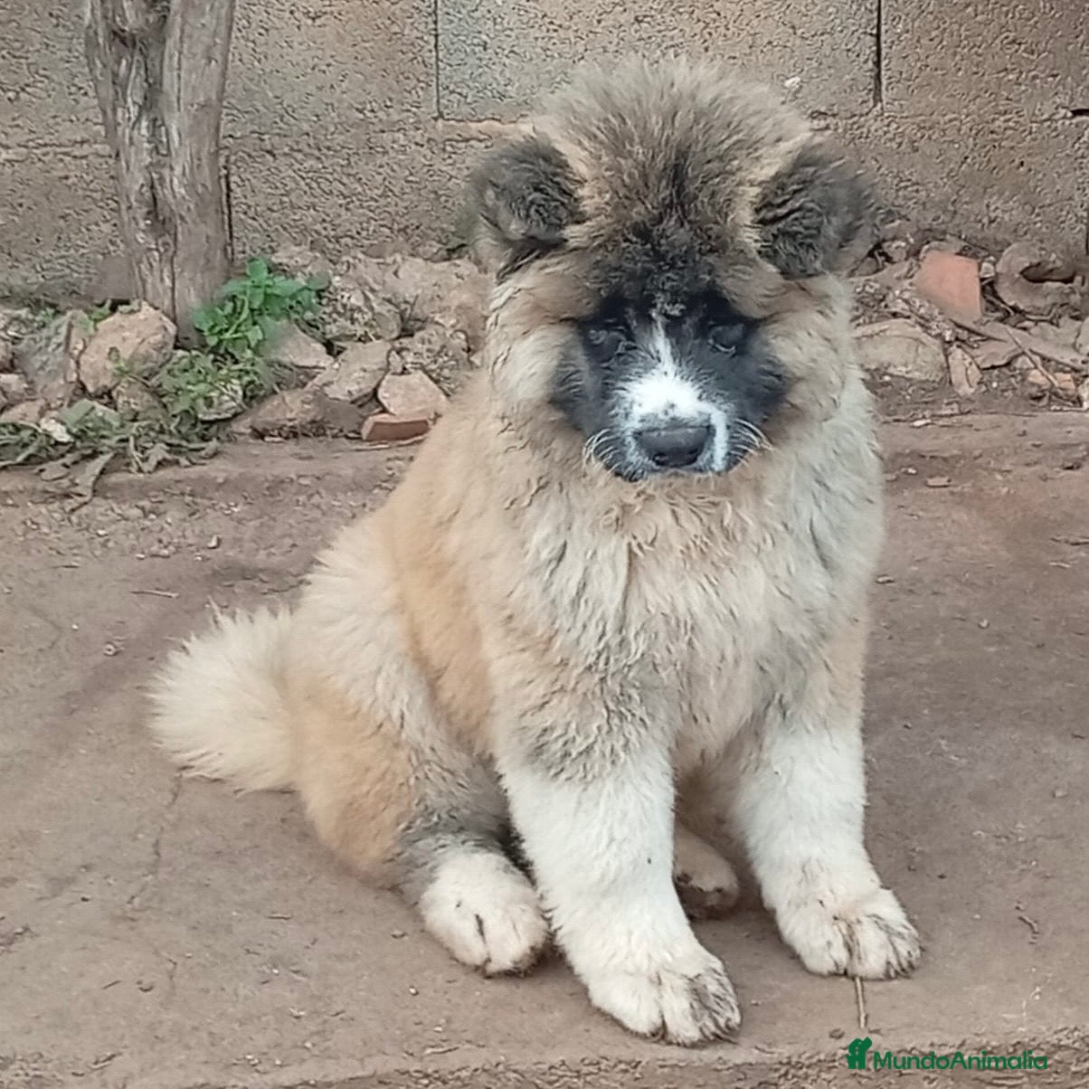 Akita Inu perros Akita Inu Pelo Largo  - Anuncio 1