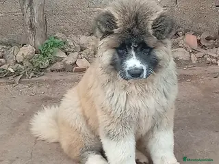 Akita Inu perros Akita Inu Pelo Largo - Anuncio 1