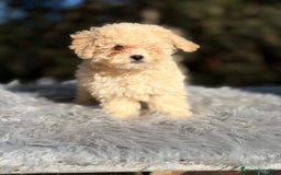Caniche Toy perros en venta: Caniche Toy Apricot  - Anuncio 4