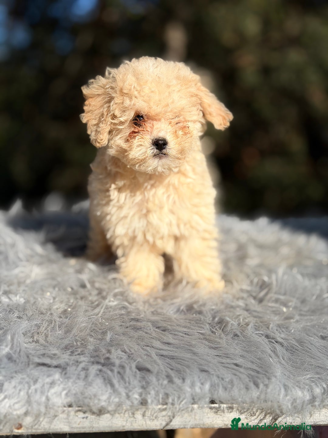 Caniche Toy perros en venta: Caniche Toy Apricot  - Anuncio 4