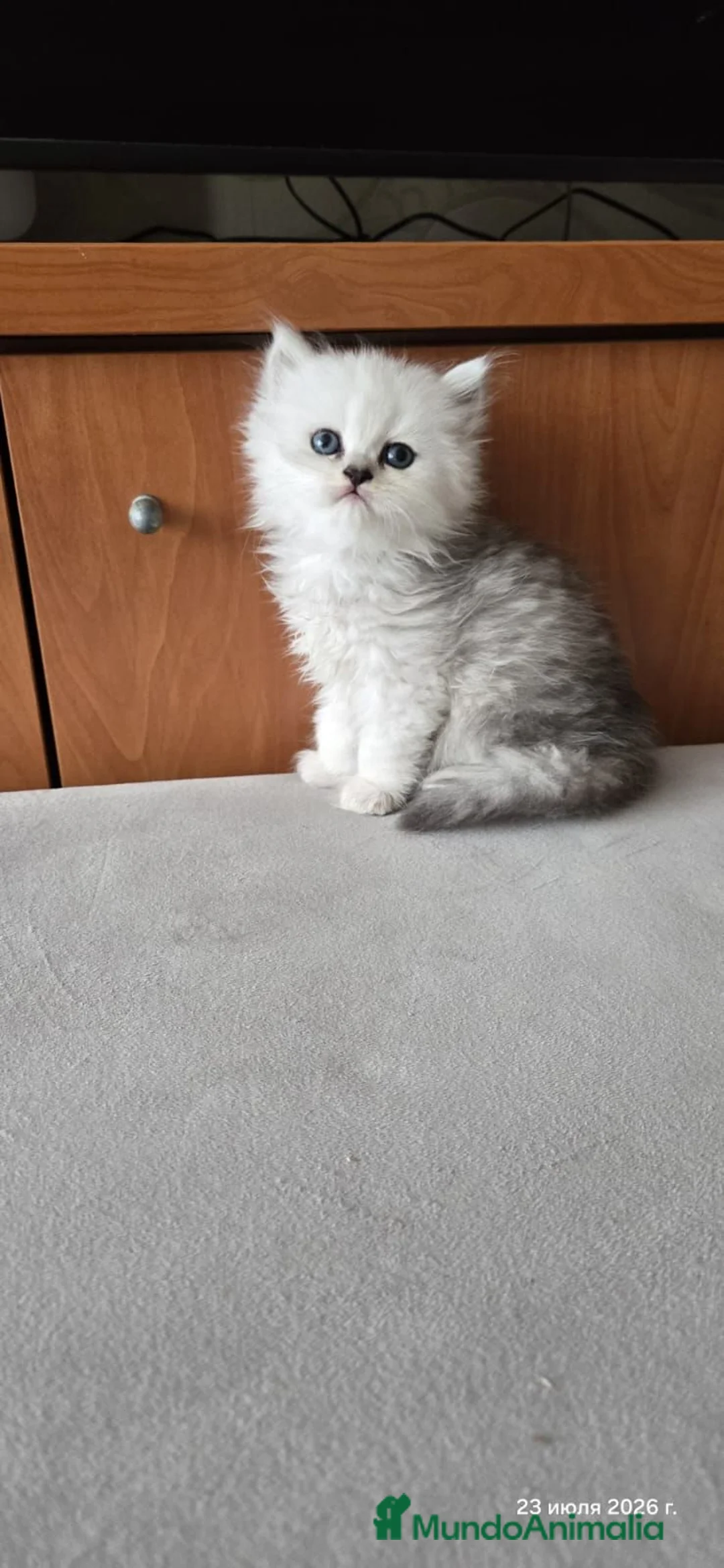 Persa gatos en venta: Gatos persas chinchilla silver  - Anuncio 1