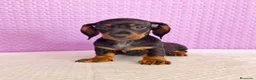 Teckel Miniatura perros en venta: Teckel mini  - Anuncio 3